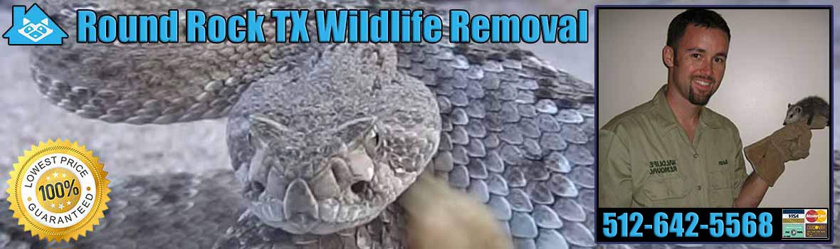 Round Rock Wildlife and Animal Removal